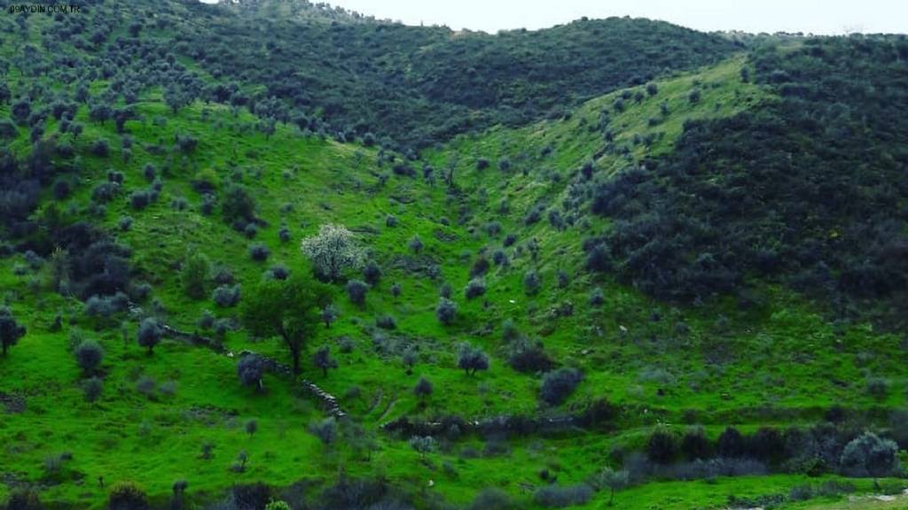 Ramazan'ın Kahvehanesi Yenipazar Aydın Turkey Fotoğrafları