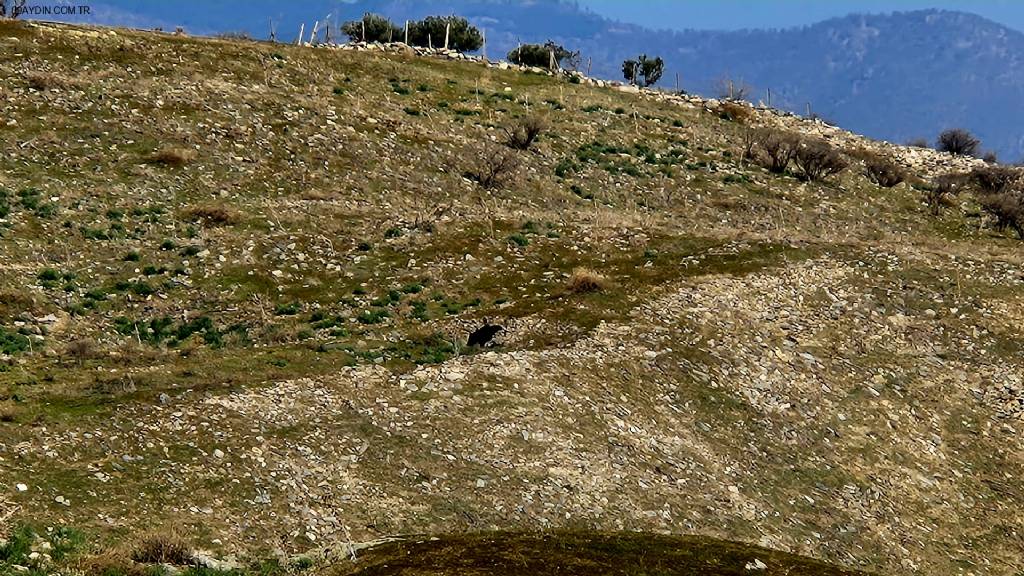 Antiocheia Fotoğrafları