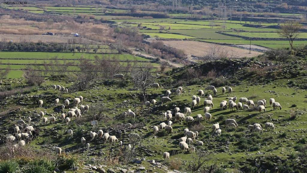 Antiocheia Fotoğrafları