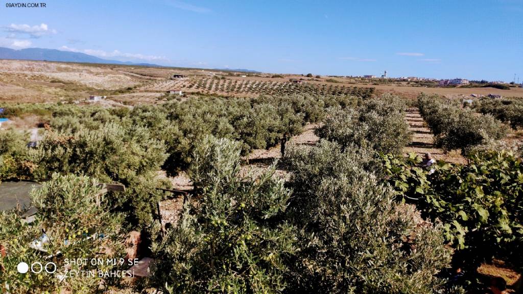 Zeytin Bahçesi Fotoğrafları