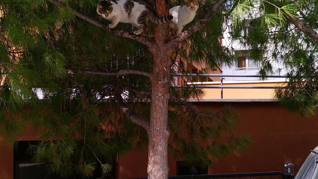 Kusadasi Park Fotoğrafları