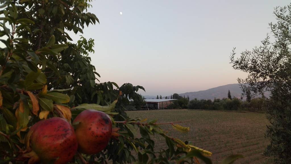 Merkez Park Fotoğrafları