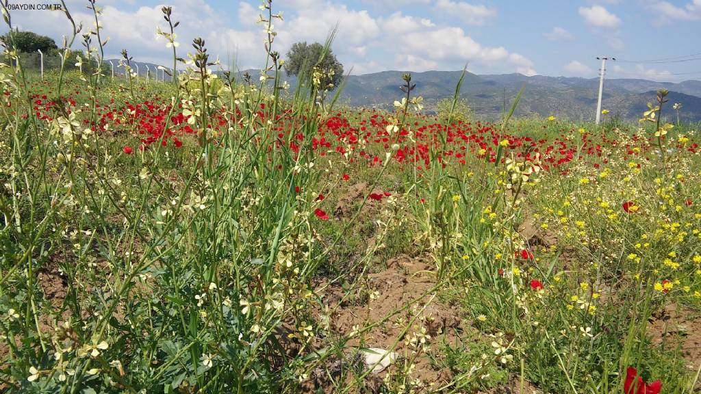 Çine Organize Sanayi Bölgesi Fotoğrafları