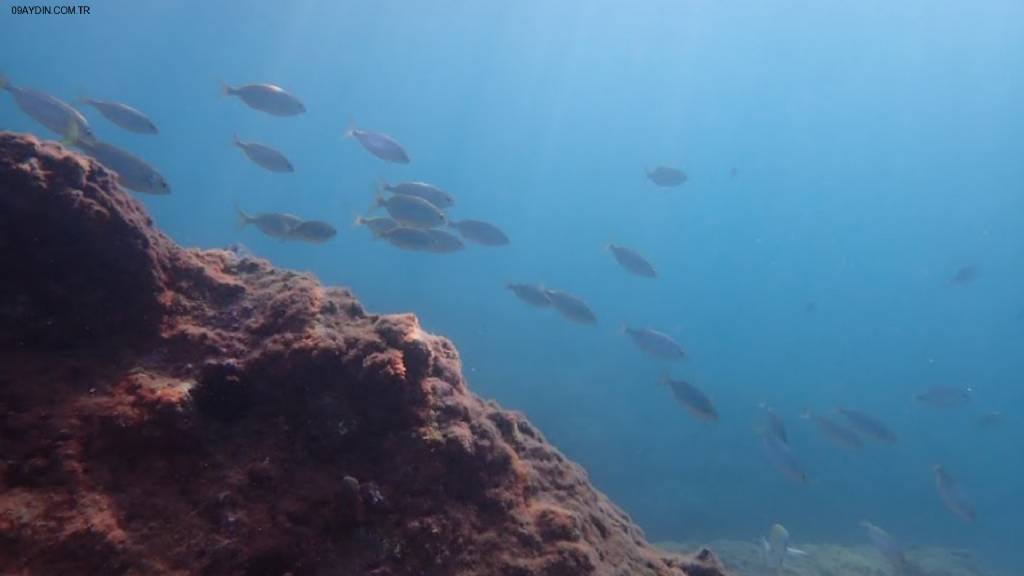 Diver Bees Dive Center - Kuşadası Dalış Merkezi Turkiye Fotoğrafları