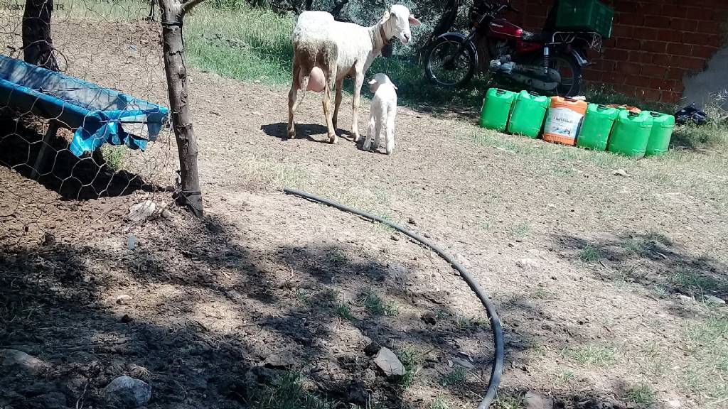 Atça Belediyesi Konuk Evi Fotoğrafları