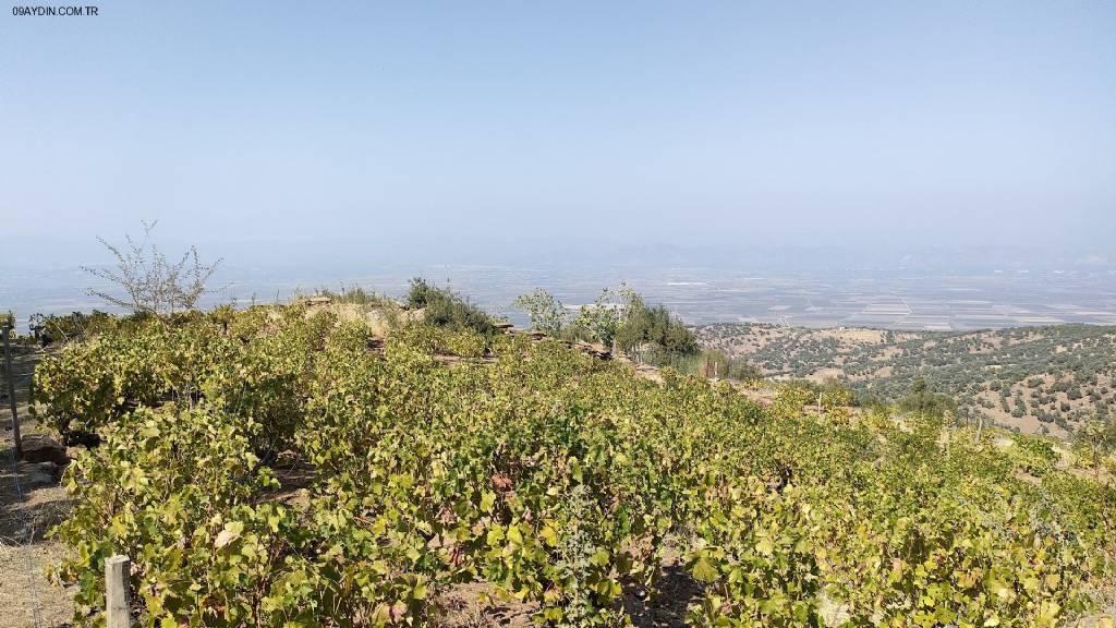 Koçarlı millet bahçesi Fotoğrafları