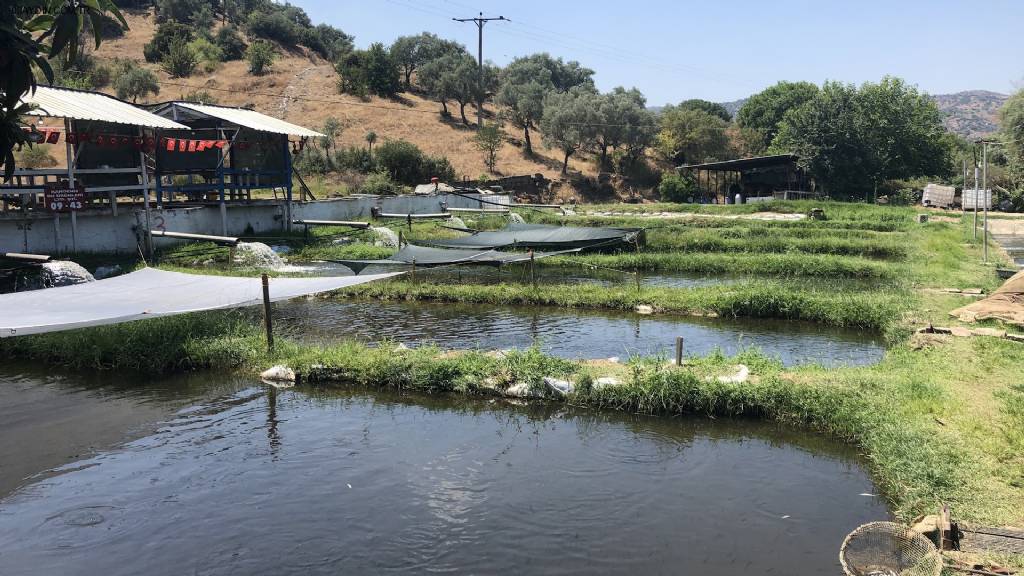 Hanımeli yeri Fotoğrafları