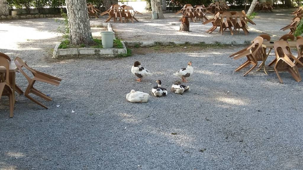 Şehit Şenol Akar Parkı Fotoğrafları