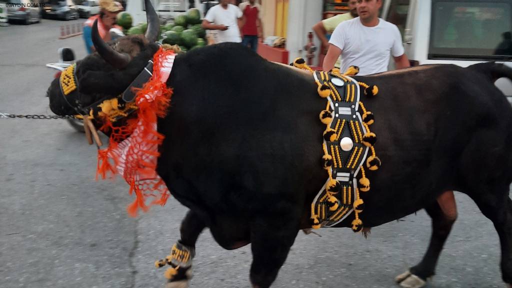 Şok Market Fotoğrafları